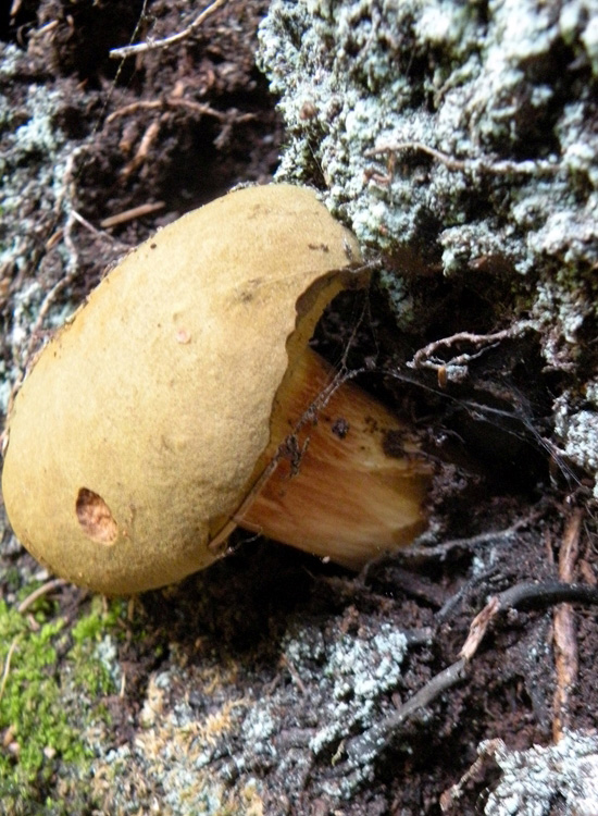 Due Boletaceae trentine